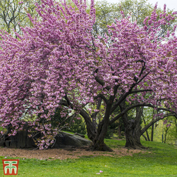 Prunus 'Kanzan'