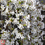 Prunus 'Snow Fountains'