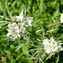 Pyrus salicifolia 'Pendula'