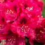 Rhododendron 'Marie Fortie'