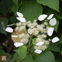 Schizophragma hydrangeoides