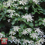 Schizophragma integrifolium 'Windmills'