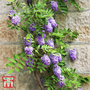 Wisteria frutescens 'Longwood Purple'
