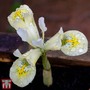 Iris 'Katharine's Gold'