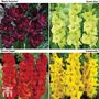 Gladioli Bold Collection