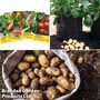 Thompson & Morgan Potato Patio Kit