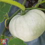Squash 'Crown Prince' F1 Hybrid (Winter)