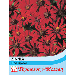 Zinnia 'Red Spider' - Seeds