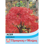 Acer palmatum
