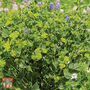 Bupleurum rotundifolium 'Green Gold' - Seeds