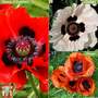 Poppy Oriental Collection