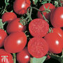 Tomato 'Falcorosso' F1 Hybrid 6 Seeds