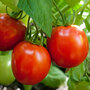 Tomato 'Nimbus' F1 Hybrid - Seeds