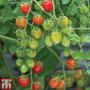 Tomato 'Celano' F1 hybrid - Seeds