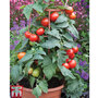Tomato 'Divinity' F1 hybrid - Seeds