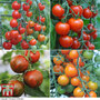 Nurseryman's Choice Tomatoes