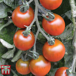 Tomato 'Ruby Falls' - Seeds