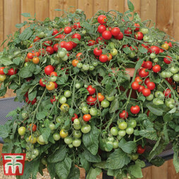 Tomato 'Red Profusion' F1 - Seeds