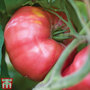 Tomato 'Brandy Boy'