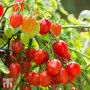 Tomato 'Romello' F1 Hybrid - Seeds