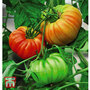 Tomato 'Gigantomo'® F1 Hybrid - Seeds