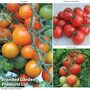 Tomato Value Collection