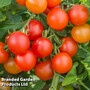 Tomato 'Lizzano' F1 (Grafted)