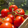 Tomato 'Ailsa Craig' - Seeds