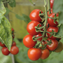 Tomato 'Alicante'