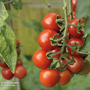Tomato 'Alicante' - Veg Saver Seeds