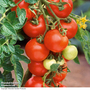 Tomato 'Alicante' - Seeds
