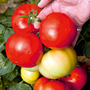 Tomato 'Big League' F1 - Veg Saver Seeds