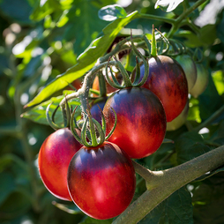 Tomato 'Black Moon' F1