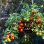 Tomato 'Cherry Blast'