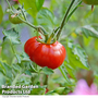 Tomato 'Crimson Blush'