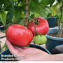 Tomato Crimson Blush Blight Resistant F1 (Rose Crush) - Seeds