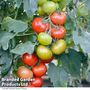 Tomato 'Crimson Crush' F1 - Seeds