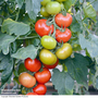 Tomato 'Crimson Crush' F1 - Seeds