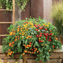 Tomato 'Rainbow Drops Orange'