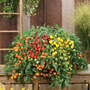 Tomato 'Rainbow Drops Collection'