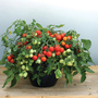 Tomato 'Rainbow Drops Yellow'