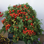 Tomato 'Rainbow Drops Red'