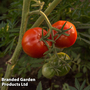 Tomato 'Big League' F1 - Veg Saver Seeds