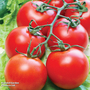 Tomato 'Gardener's Delight' (Grafted)