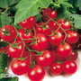Tomato 'Gardener's Delight'