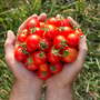 Tomato 'Gardeners Delight' - Seeds
