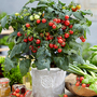 Tomato 'Jimmy Improved' F1 - Seeds