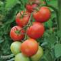 Tomato 'Moneymaker'