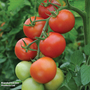 Tomato 'Moneymaker' - Seeds