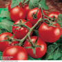 Tomato 'Moneymaker' (Grafted)